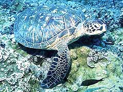 Green-Sea-Turtle